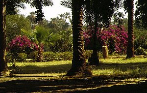 Kitchener Island in the Nile