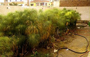 Echter Papyrus (Cyperus papyrus)