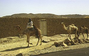 Kamele aus dem Sudan
