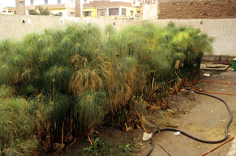 Papyrus-Pflanzen