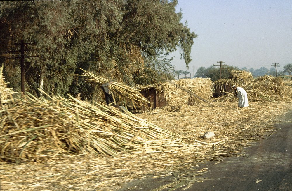 Zuckerrohrernte im Niltal bei Luxor