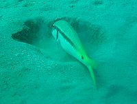 Barsch im Roten Meer