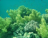 Korallenbank im Roten Meer