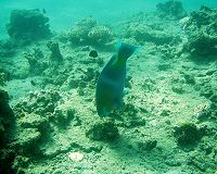 Papageienfisch