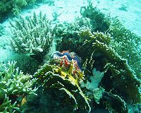 Tauchen im Roten Meer: Schuppige Riesenmuschel
