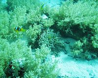 Sonnenanemone
