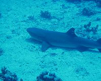 Ein Weißspitzen-Riff-Hai